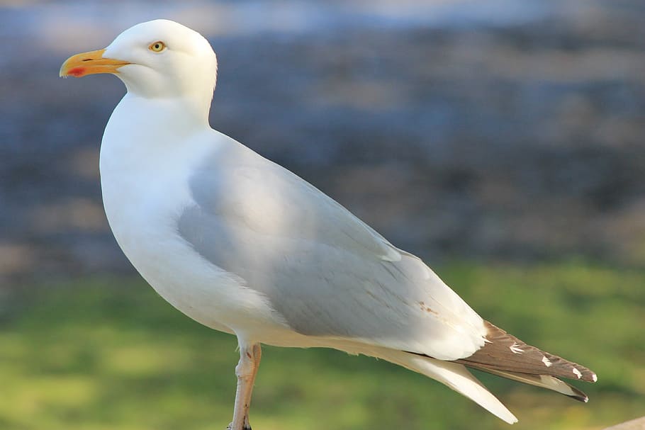 seagull, bird, nature, feathers, pen, holiday, beach, vacancy HD wallpaper