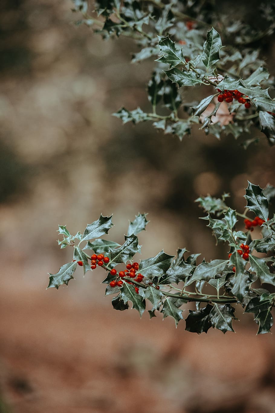 Holly with blank space, selective focus photography of green leafed plant HD wallpaper