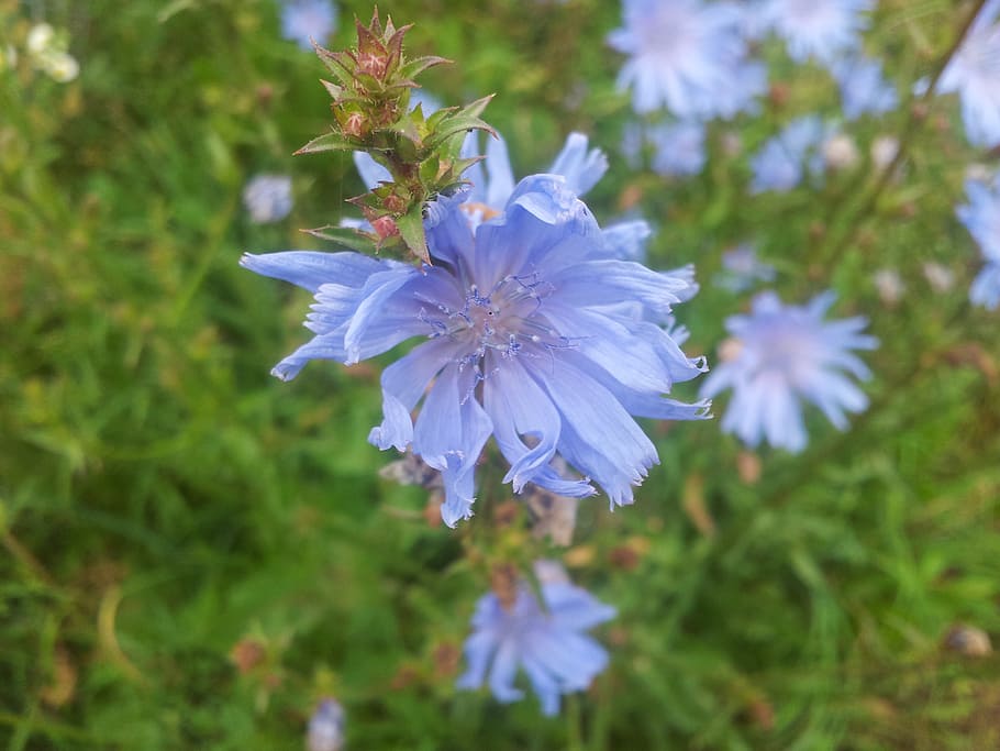 blue, flower, chicory, summer, spring flower, petal, flora, HD wallpaper