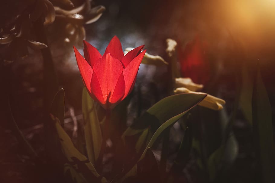 red tulip flower in bloom closeup photography, small, small tulip HD wallpaper