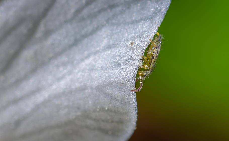 insect, macro, petal, close-up, selective focus, animal themes HD wallpaper