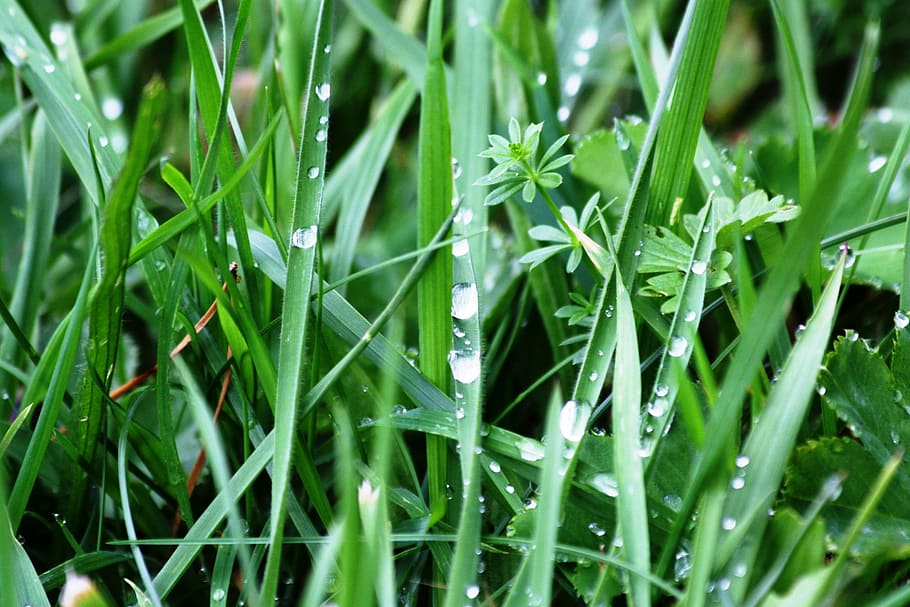 meadow, grass, nature, raindrop, drip, close, plant, wet, leaf HD wallpaper