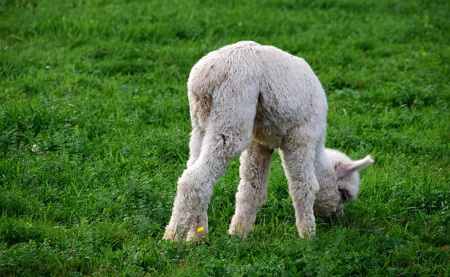 alpaca, baby animal, young, small, eat, grass, pasture, white, HD wallpaper