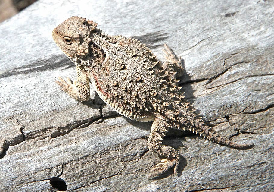 horned toad, lizard, camouflage, portrait, profile, phrynosoma, HD wallpaper