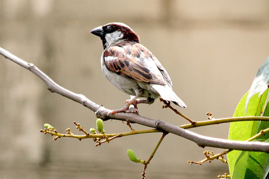 Wildlife, Nature, Tree, Sitting, Feather, brown, branch, spring HD wallpaper