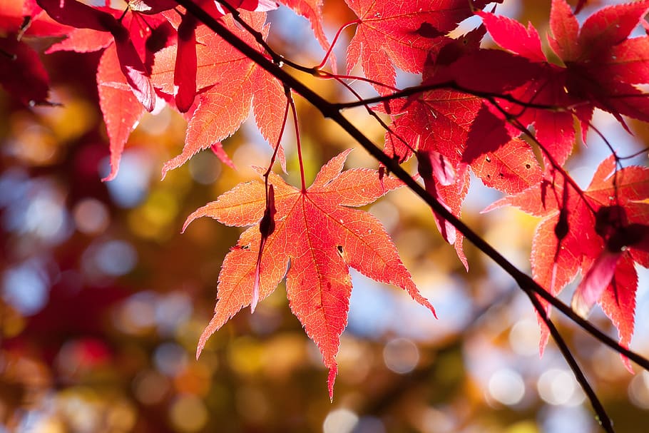 maple leaves, autumn, leaf, red, coloring, bright, fall color HD wallpaper