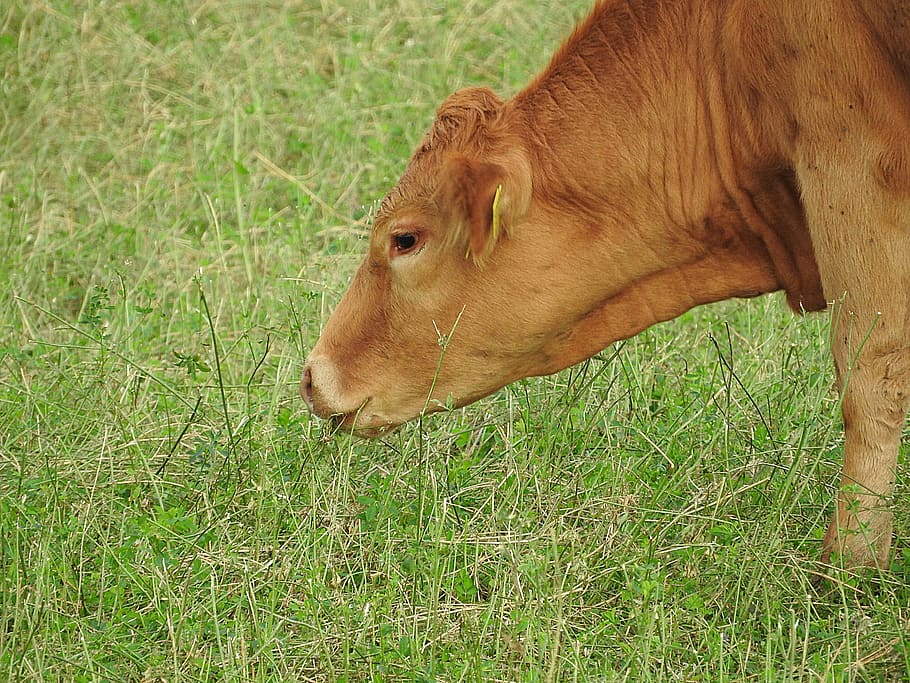 Cow, Pasture, Graze, Beef, one animal, animal themes, grass HD wallpaper
