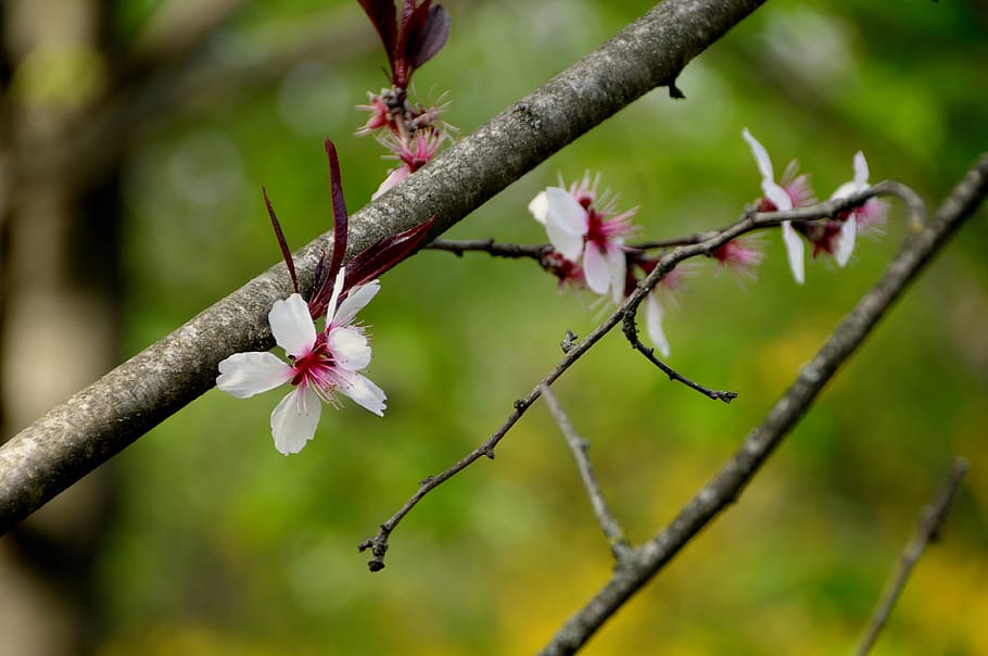 flower, plum, plant, flowering plant, growth, beauty in nature HD wallpaper