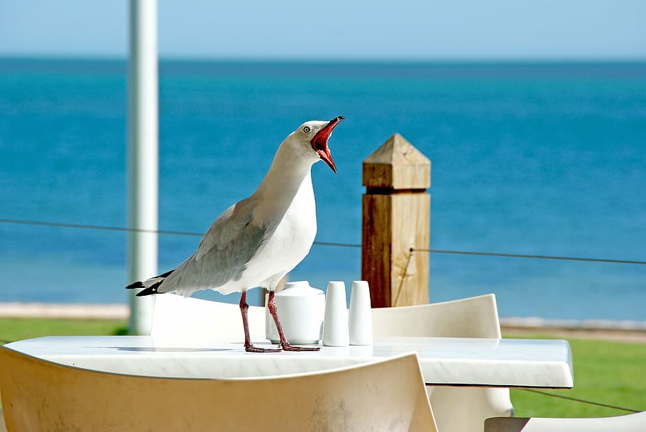 white and gray kingfisher on table, seagull, bird, beak, funny face