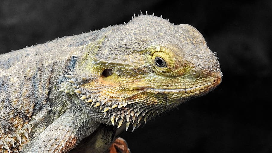 bearded dragon, portrait, head, reptile, lizard, macro, eye, HD wallpaper