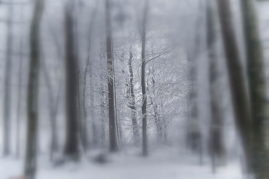trees, plant, forest, blur, nature, snow, winter, fog, cold HD wallpaper