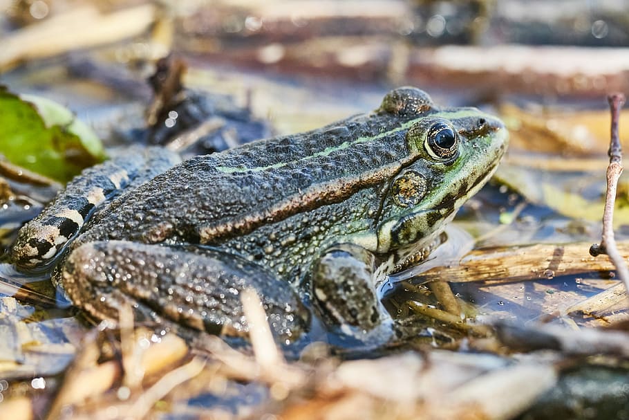 Frog, Pond, Green, Toad, Water, water lily, the marsh frog HD wallpaper