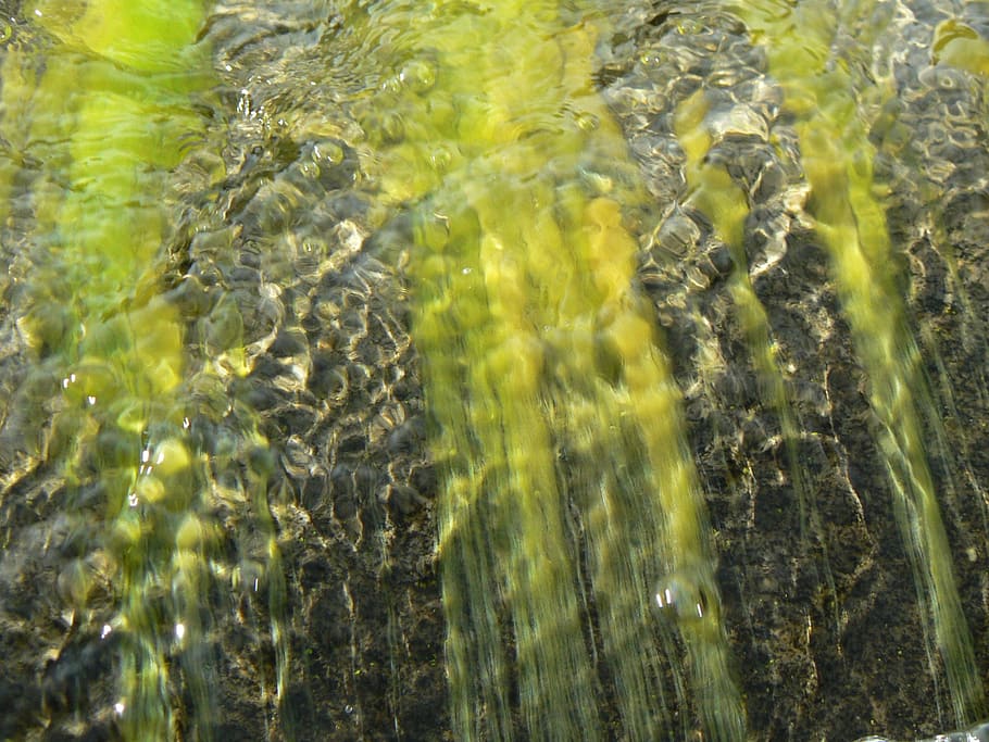 water, seaweed, bach, nature, backgrounds, full frame, motion HD wallpaper