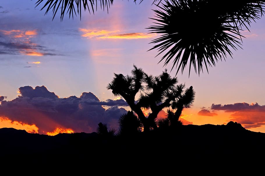 Silhouette of Plant during Daytime, clouds, dawn, dusk, landscape HD wallpaper