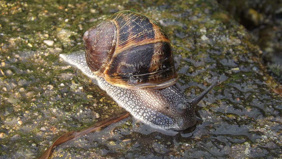 snail, rain, nature, crawl, wet, it slimy, scallop, rain drops HD wallpaper
