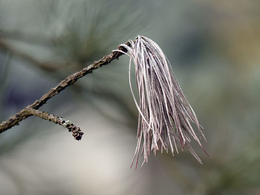 branch, pine, needles, conifer, pointed, nature, forest, pine needles HD wallpaper