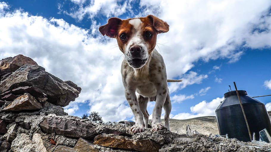 animal, canine, cloudy, container, daylight, dog, domestic HD wallpaper