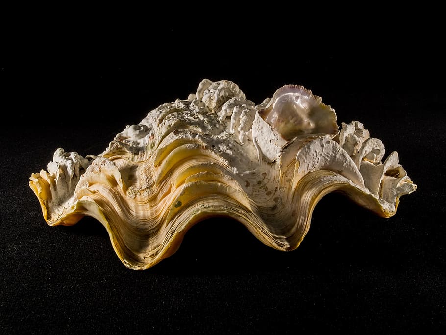 Shell, Limescale, Close, black background, single object, no people HD wallpaper