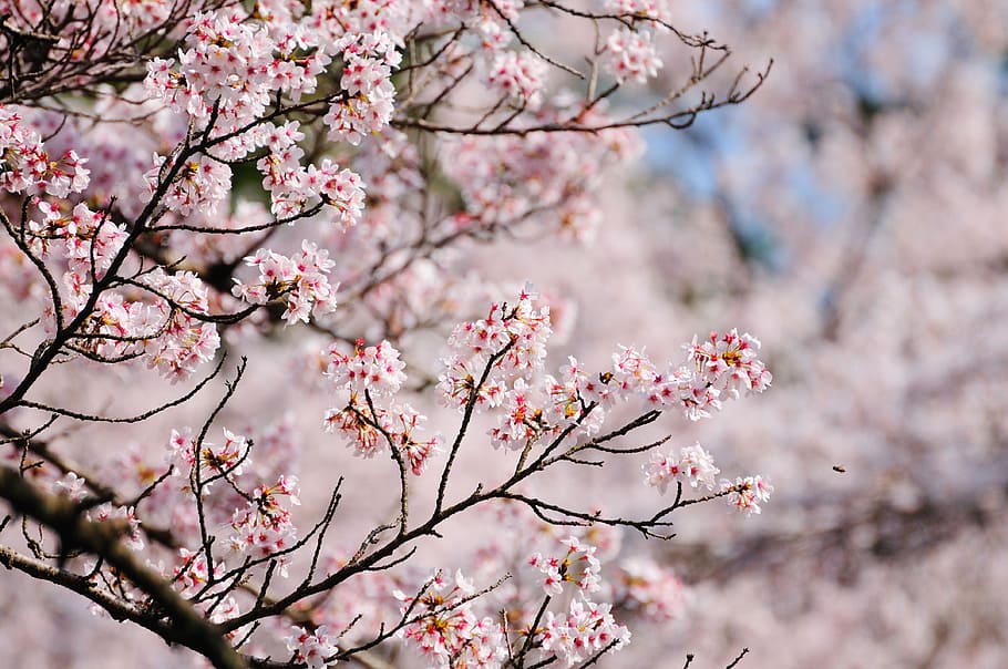 cherry, in full bloom, solar light, bee, pink color, flowering plant HD wallpaper