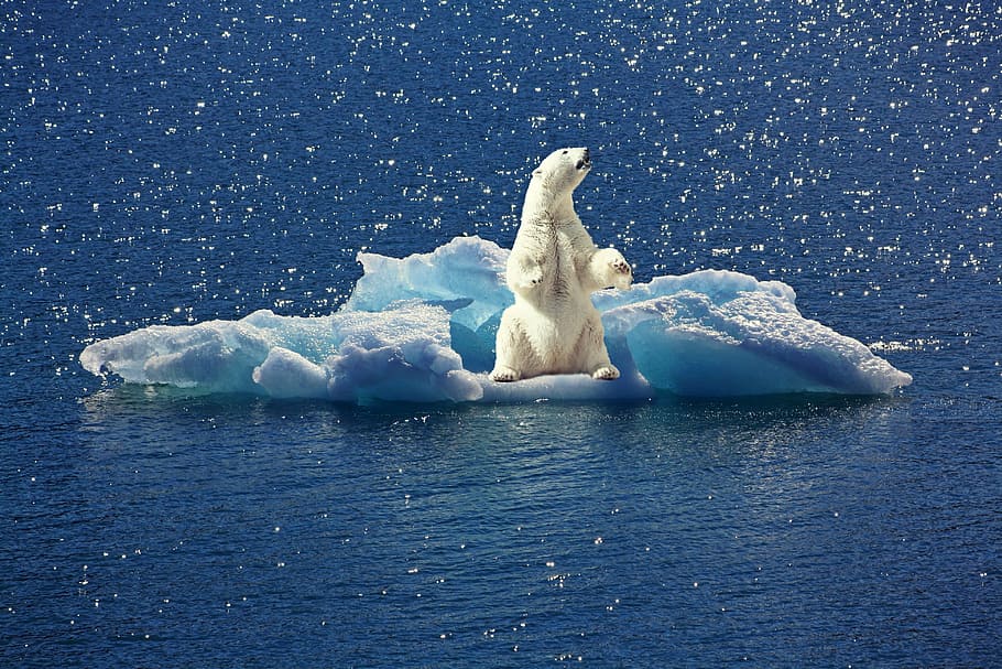 polar bear on ice, iceberg, ice floe, north pole, climate change, HD wallpaper