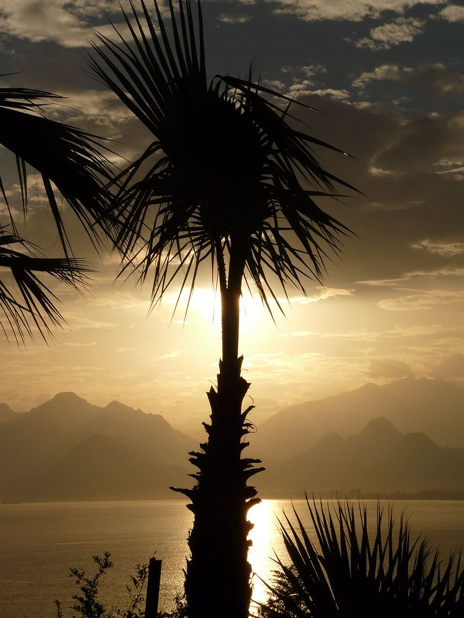 silhouette of palm tree near sea during sunset, antalya, outlook, HD wallpaper