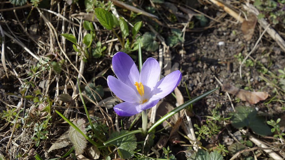 Crocus, Spring, Early Bloomer, spring flower, blossom, purple HD wallpaper