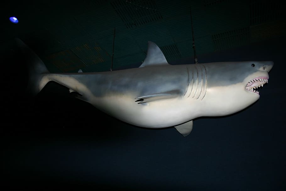 hai, model, fish, predatory fish, hunter, tooth, exhibition HD wallpaper