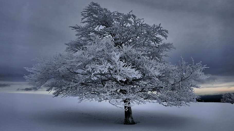 snow-covered tree during daytime, lone tree covered with snow HD wallpaper