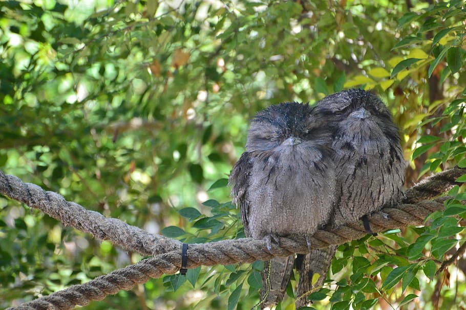 Tawny Frogmouth, Bird, Couple, pair, two, nocturnal, hunter, HD wallpaper