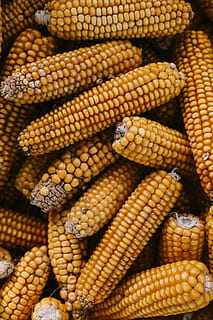 Corncobs, yellow, cooking, cereal, maize, food, vegetable, agriculture HD wallpaper