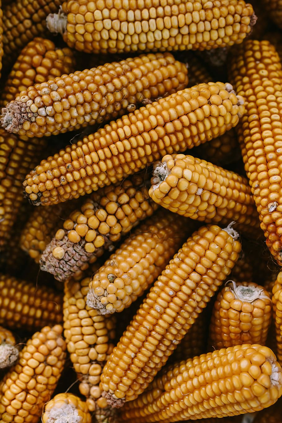 Corncobs, yellow, cooking, cereal, maize, food, vegetable, agriculture HD wallpaper