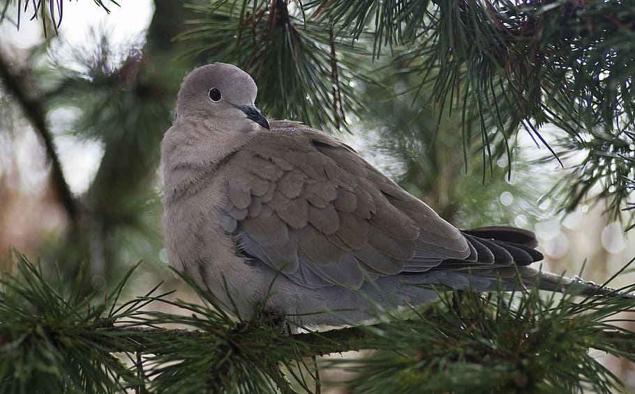 gray and white bird on tree branch during daytime, dove, collared HD wallpaper