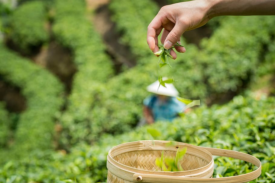 spring, alpine, tea garden, human hand, growth, plant, human body part HD wallpaper