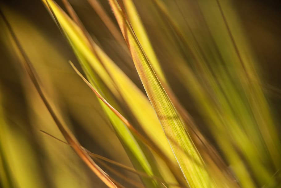 green leaves, panning photograph of linear leaf, grass, yellow HD wallpaper