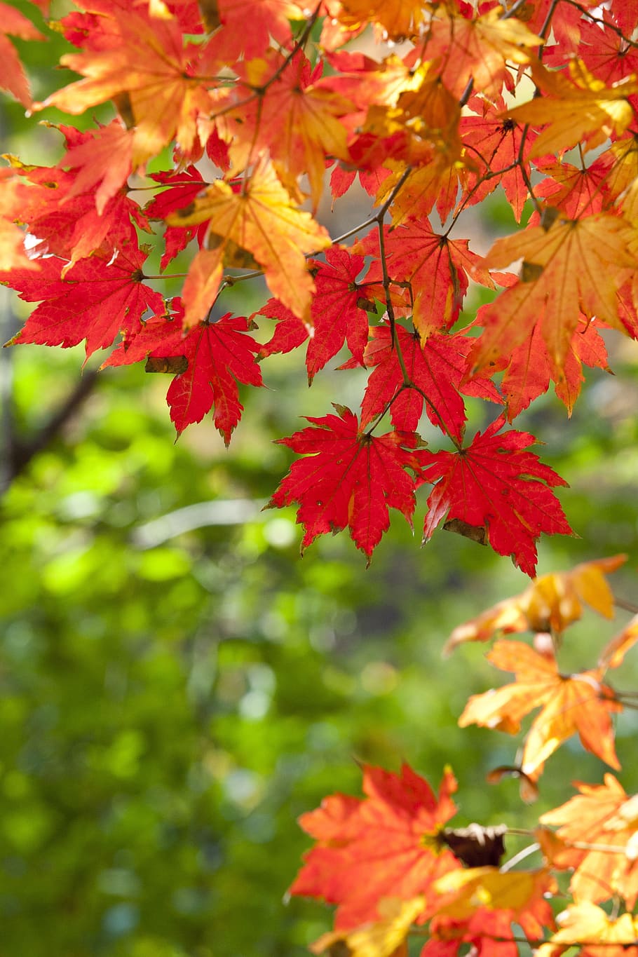 Autumn Season red leaves HD phone wallpaper  Peakpx