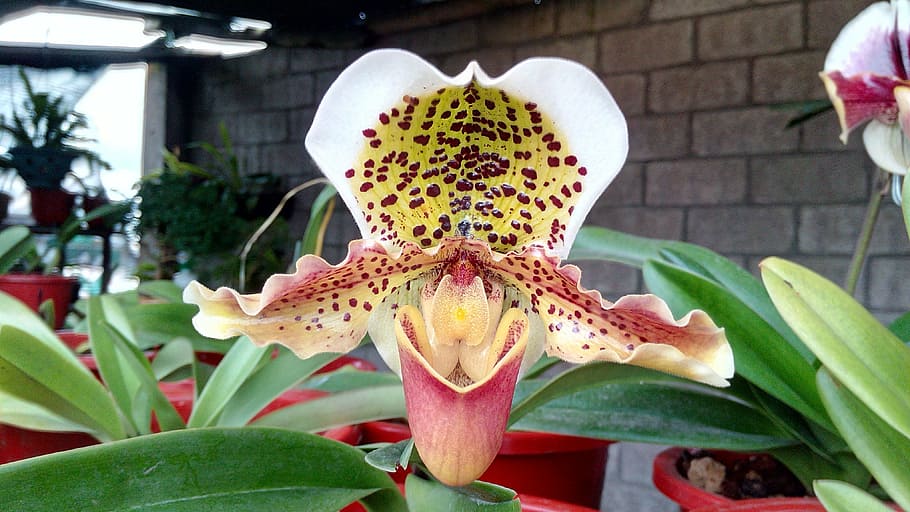orchid, white, ecuador, flower, close-up, plant, growth, flowering plant HD wallpaper