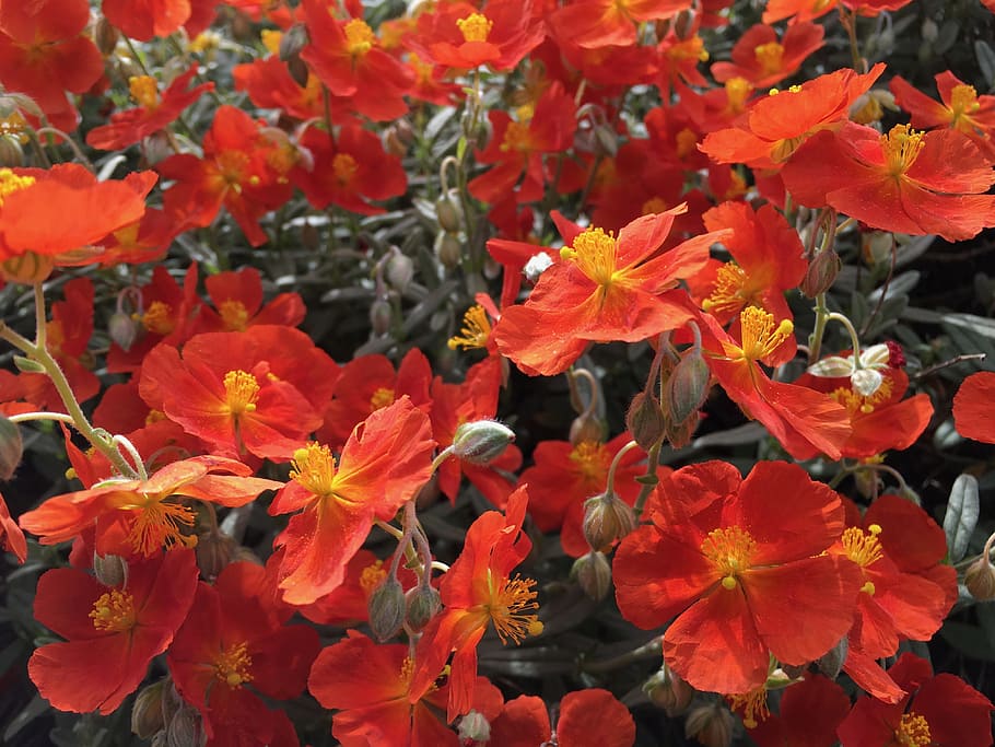 nature, flower, flora, garden, leaf, orange, red, poppies, flowering plant HD wallpaper