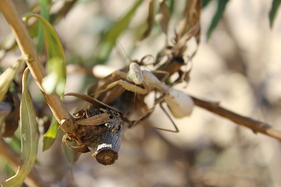 mantis, insect, bug, wildlife, praying, invertebrate, predator HD wallpaper