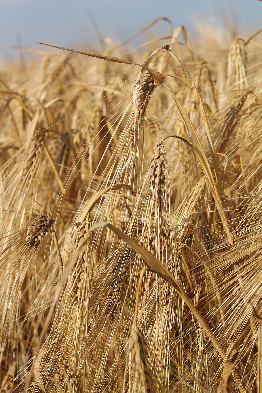 cereals, barley, grain, field, ear, summer, agriculture, harvest HD wallpaper
