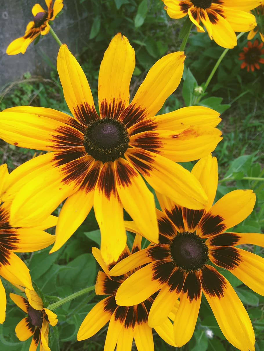 yellow, flowers, grass, flowering plant, fragility, vulnerability HD wallpaper