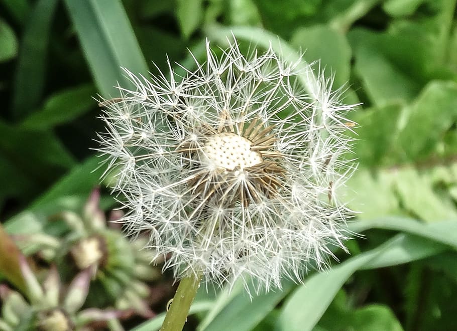Dandelion, Weak, Ephemeral, Nature, green, plants, vegetable HD wallpaper
