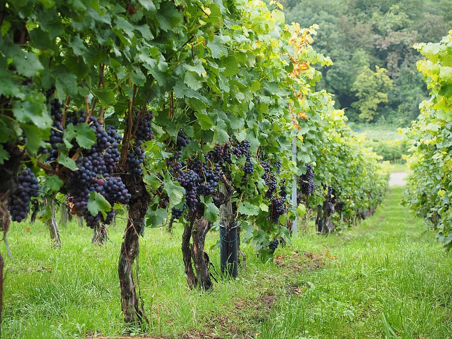 grapes tree lot, vineyard, wine berries, blue, pods, vines, vitis, HD wallpaper