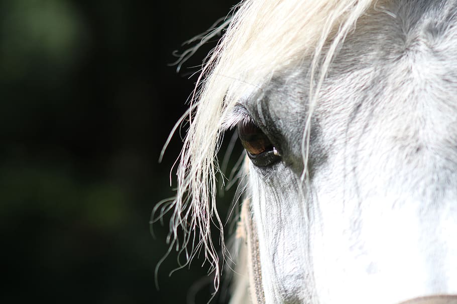 closeup photo of white horse, eye, paardenoog, animal, eyelash, HD wallpaper