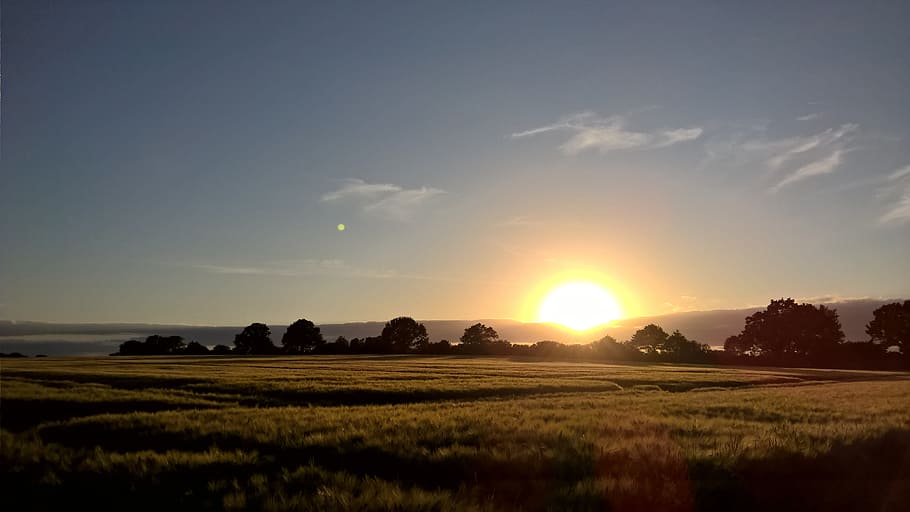 sunset, cornfield, gold, landscape, nature, lighting, sky, beauty in nature HD wallpaper