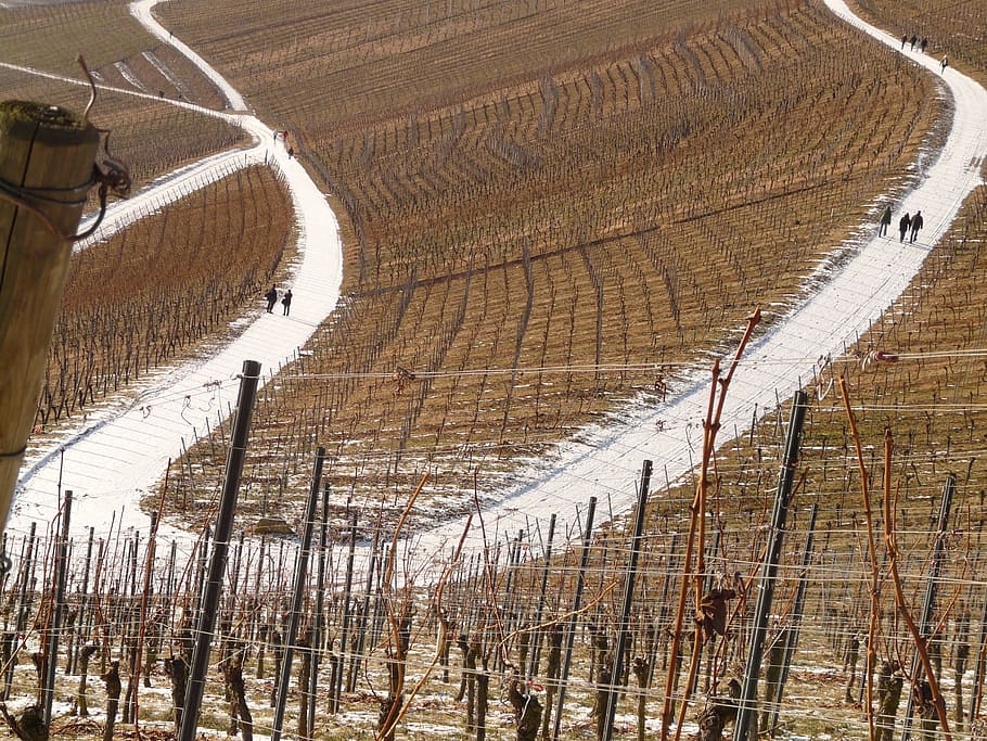 Vineyard, Winegrowing, Vines, slope, hike, wanderer, road, curve HD wallpaper