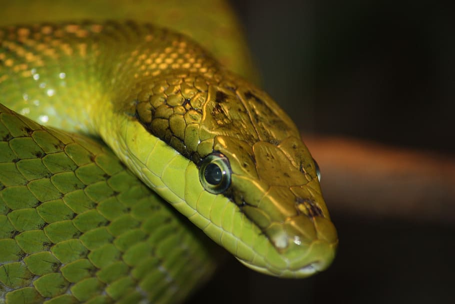 Nature, Snake, green, reptile, animal, python, wildlife, poisonous, HD wallpaper