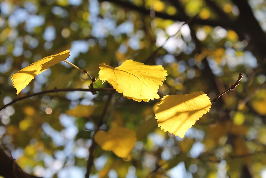 nature, fall, autumn, leaf, yellow, tree, season, sunlight HD wallpaper