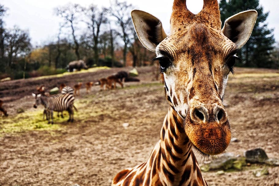 giraffe, zebra, hippo, head, close up, animal, wildlife, nature, HD wallpaper