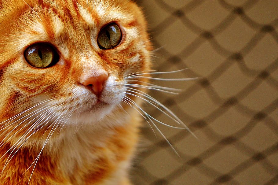 orange tabby cat, red, funny, cute, mackerel, tiger, sweet HD wallpaper