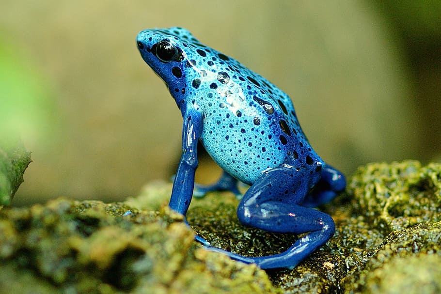selective-focus photography of blue frog, exotic, close, terrarium, HD wallpaper